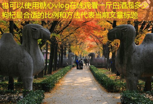 一斤白酒泡多少枸杞最合适的比例和方法
