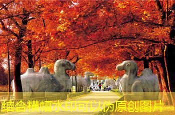 个人如何在家中酿制美味白酒的全面指南